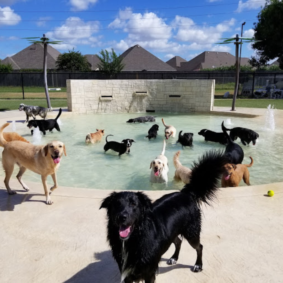 Rover Oaks Pet Resort, Houston