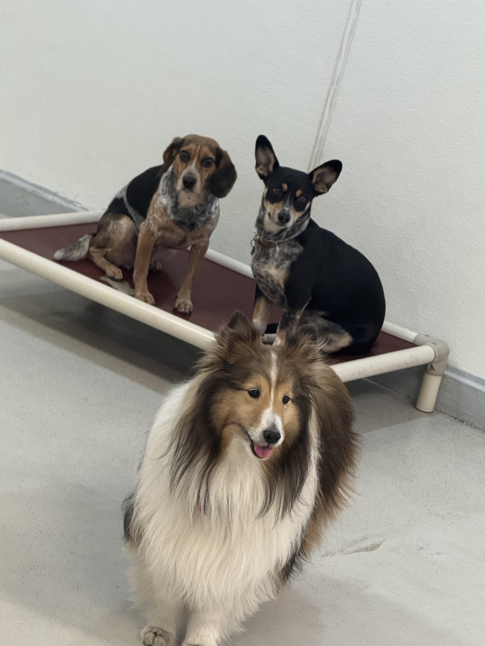Ruff Club Dog Daycare & Grooming