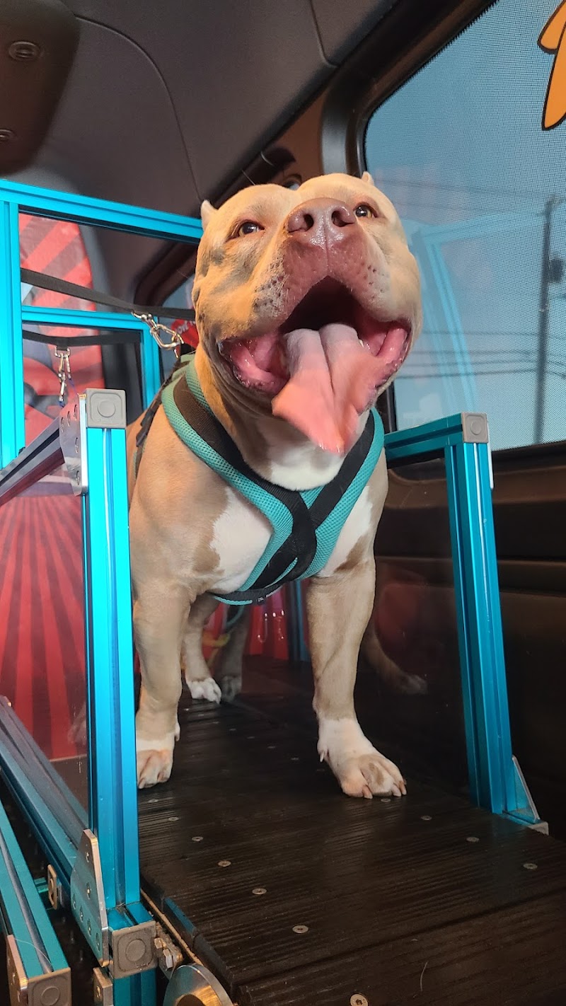 RUN DAWG Mobile Dog Gym photo 2