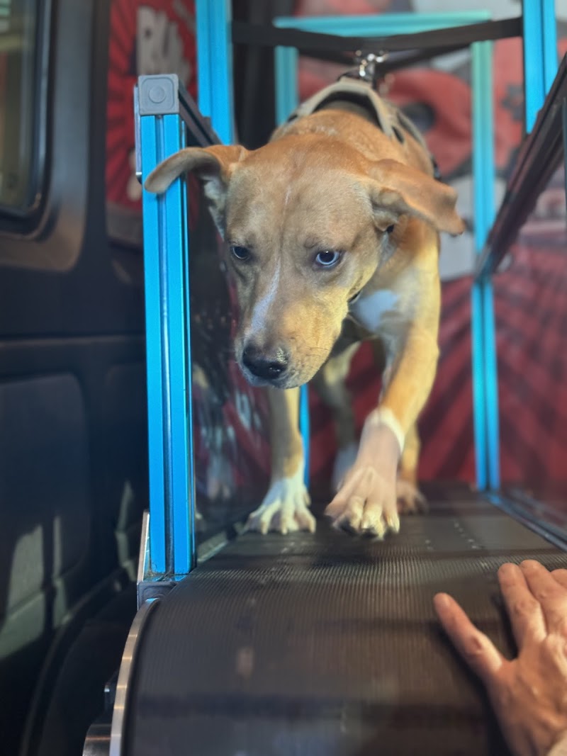 RUN DAWG Mobile Dog Gym photo 3