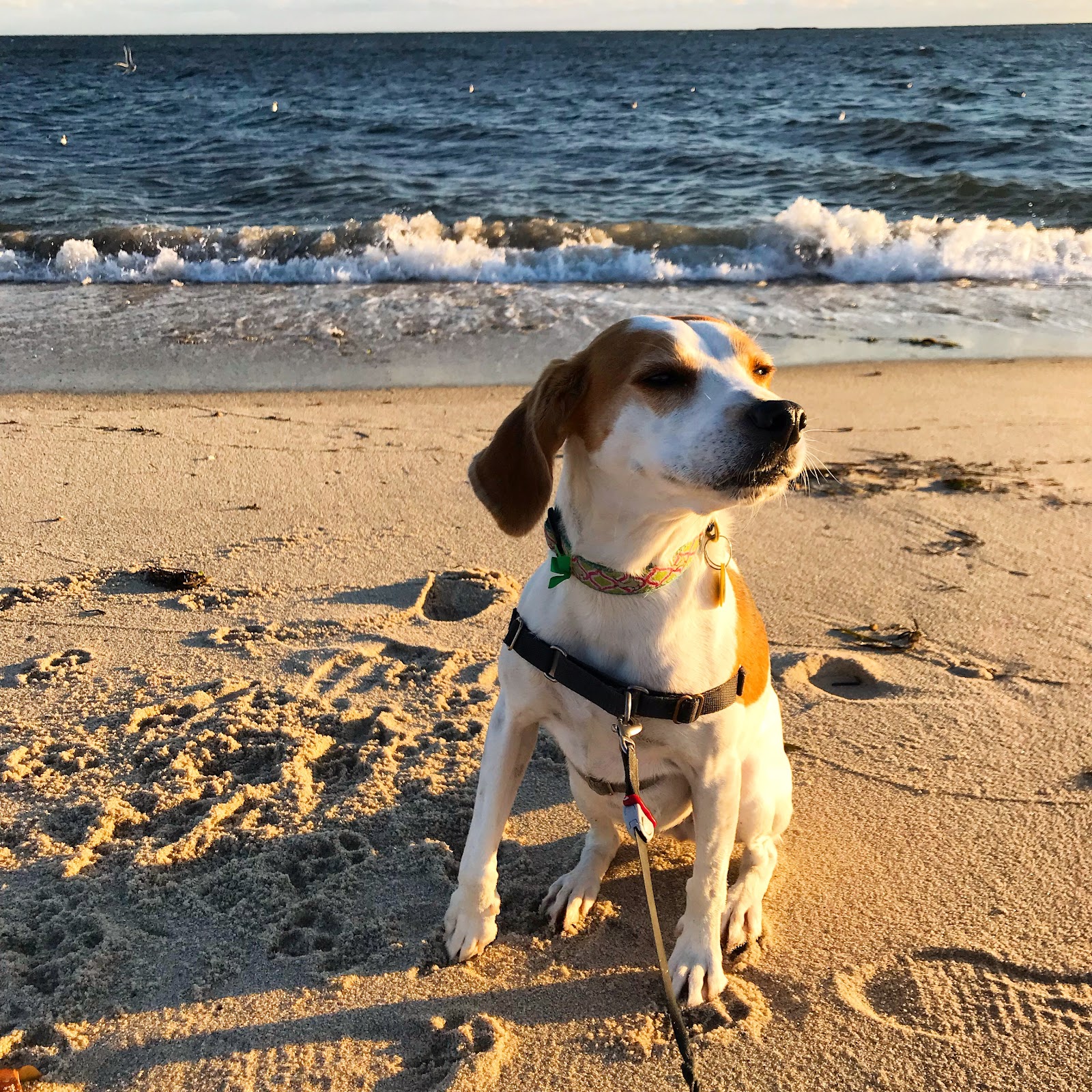 Rural Dog Rescue
