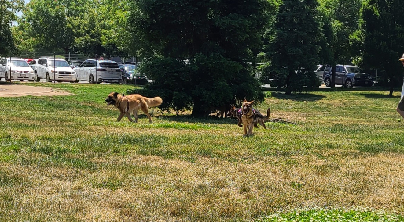 Sacramento County Animal Shelter Off Leash Dog Park