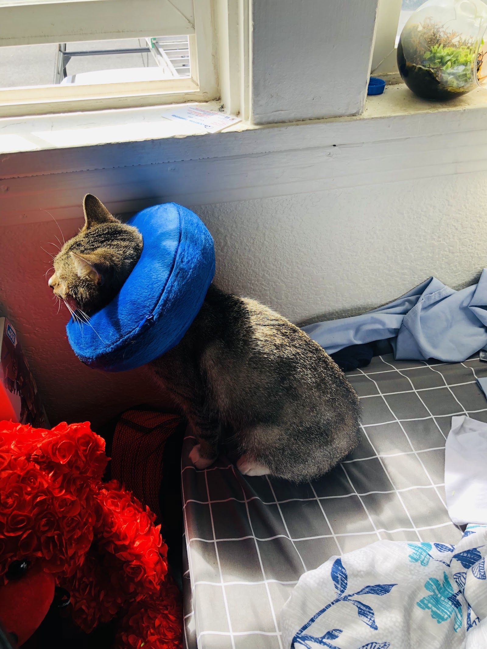 Sacramento Veterinary Referral: Hammond Genevieve DVM