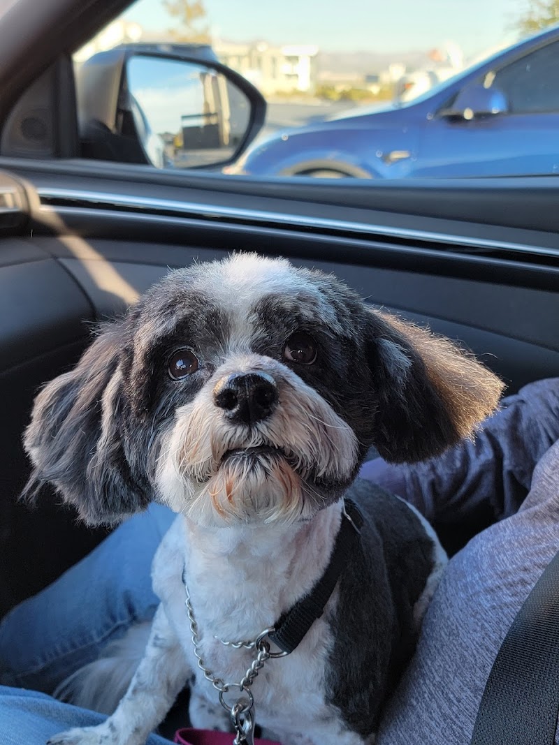 Sahara Pines Animal Hospital photo 2