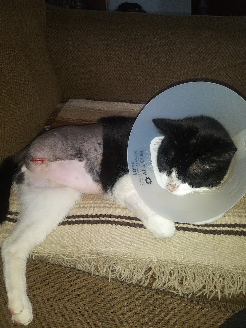 San Diego Affordable Veterinary Care photo 3