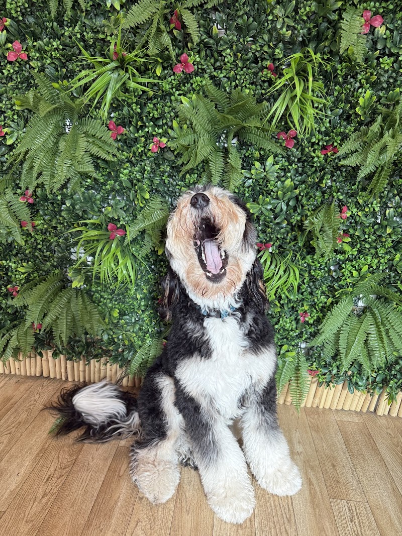 San Diego Dog Training photo 2