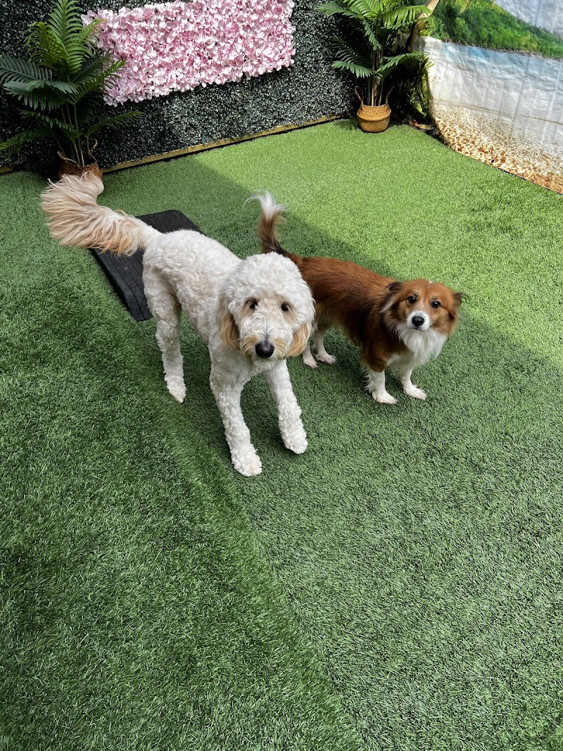 San Diego Dog Training photo 3