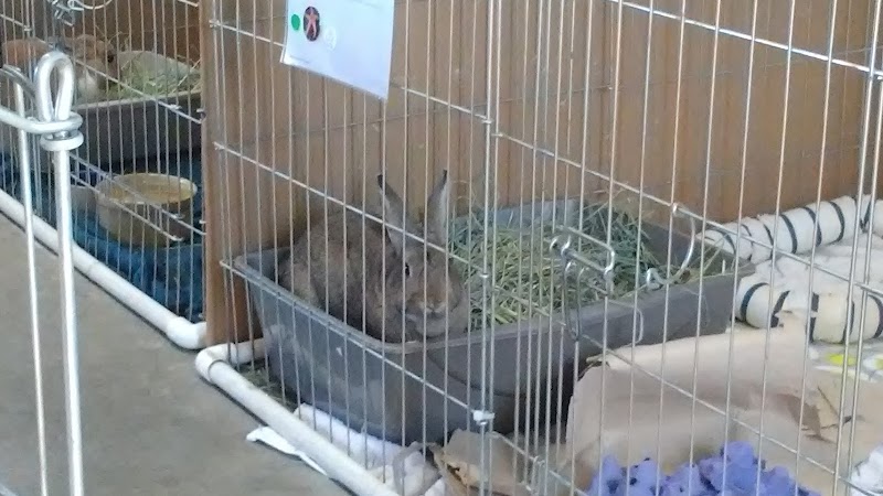San Diego House Rabbit Society photo 2