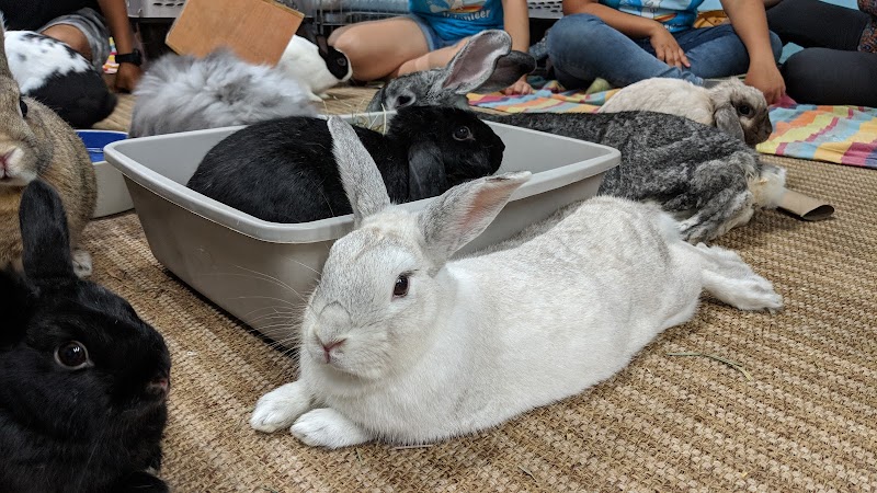San Diego House Rabbit Society photo 3