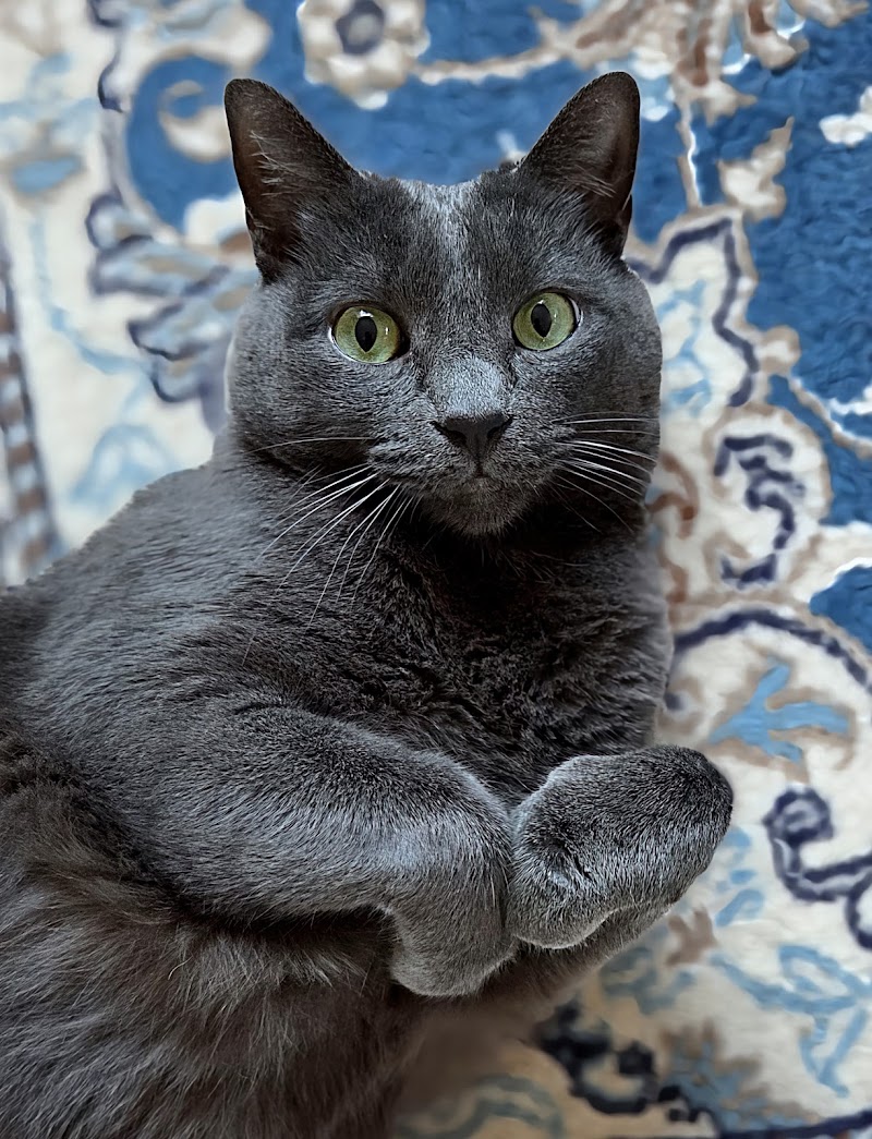 San Diego Humane Society's Oceanside Campus (Cats, Small Pets) photo 2