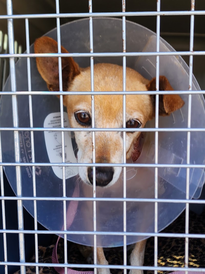 San Diego Humane Society's Oceanside Campus (Cats, Small Pets) photo 3