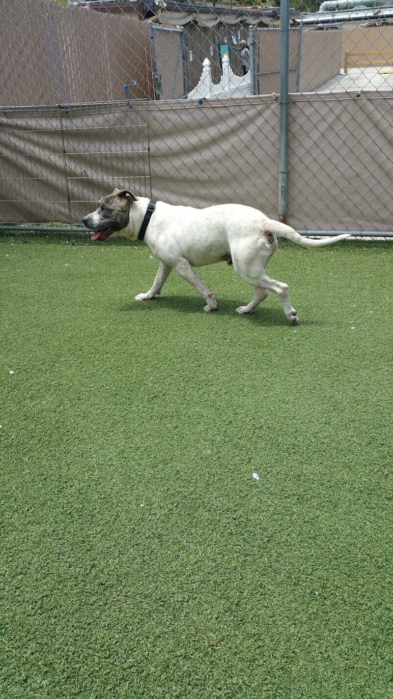 San Diego Humane Society's Oceanside Campus (Dogs) photo 2