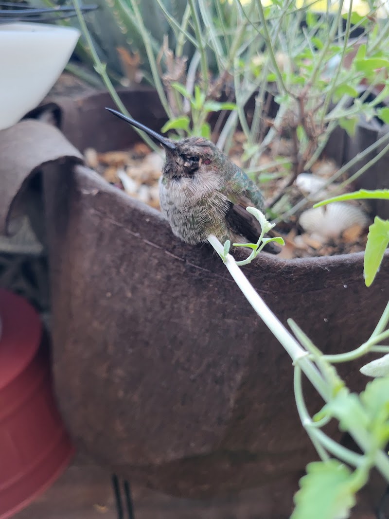 San Diego Humane Society's Project Wildlife