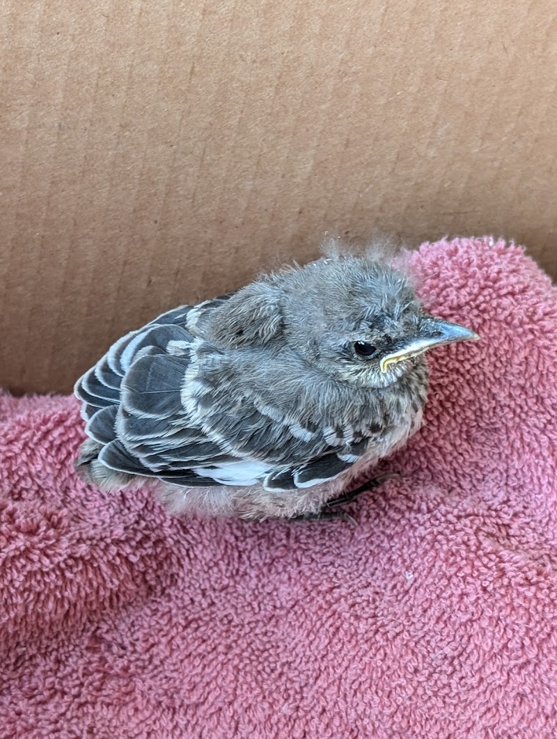 San Diego Humane Society's Project Wildlife photo 2