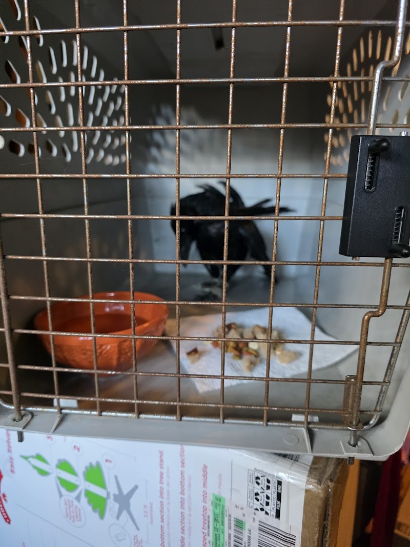 San Diego Humane Society's Project Wildlife photo 3