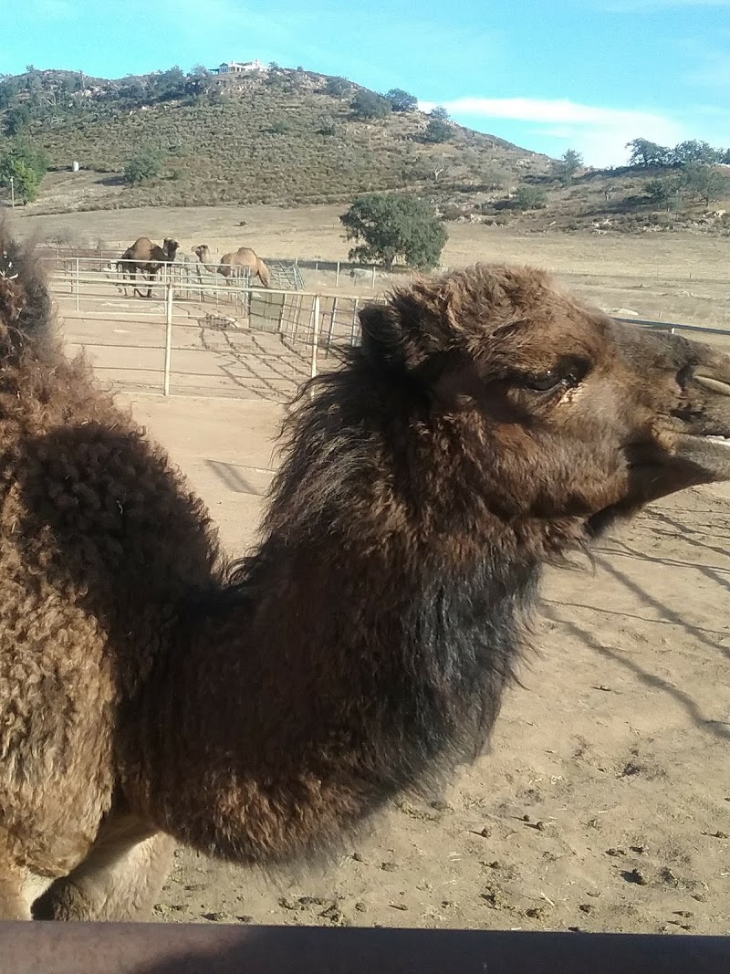 San Diego Humane Society's Ramona Wildlife Center photo 3