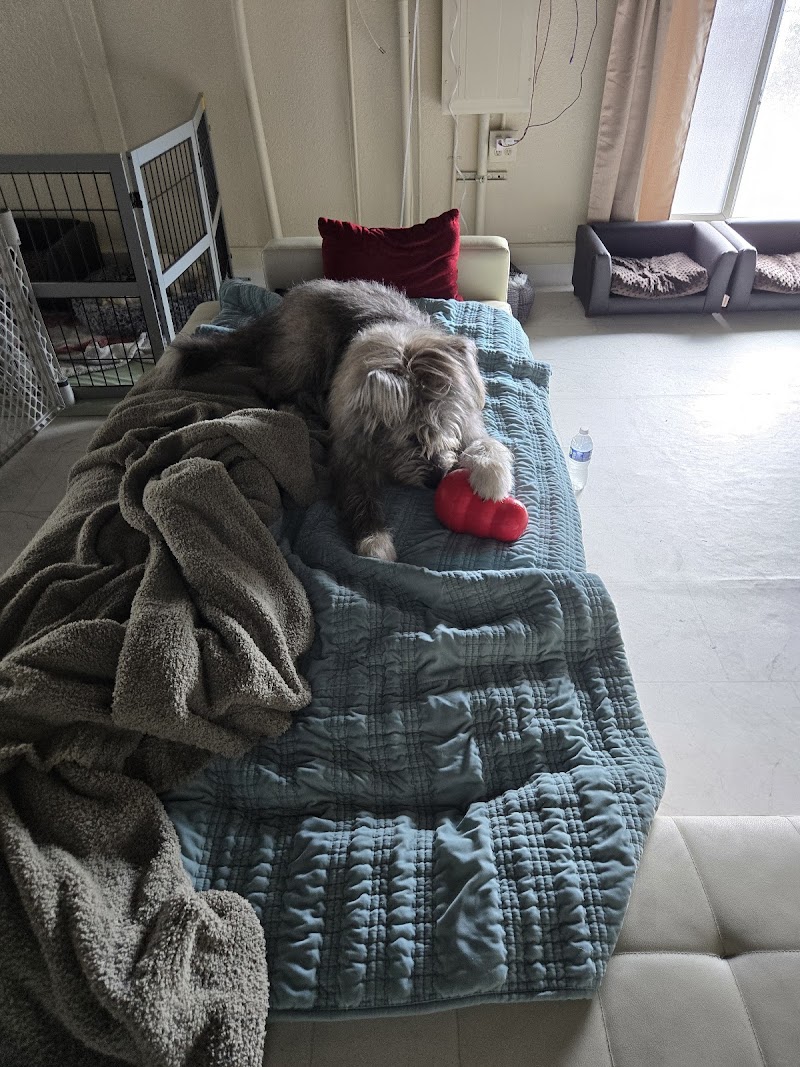 San Diego Pet Boarding photo 2