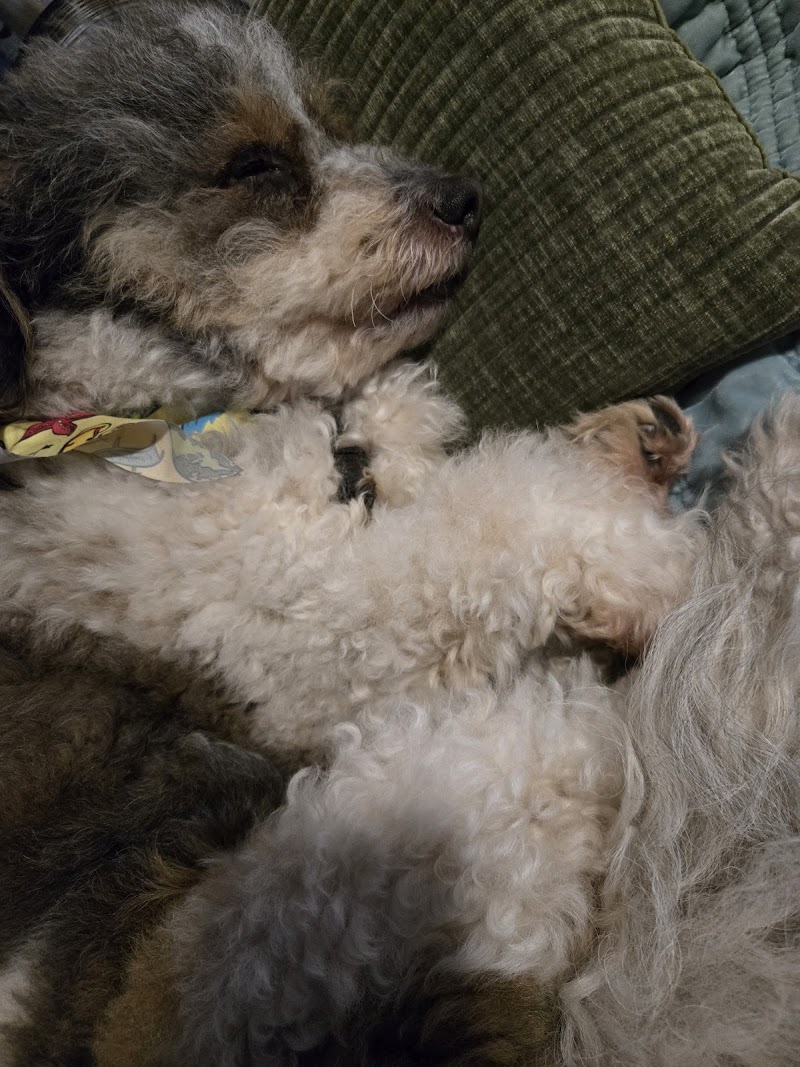 San Diego Pet Boarding photo 3