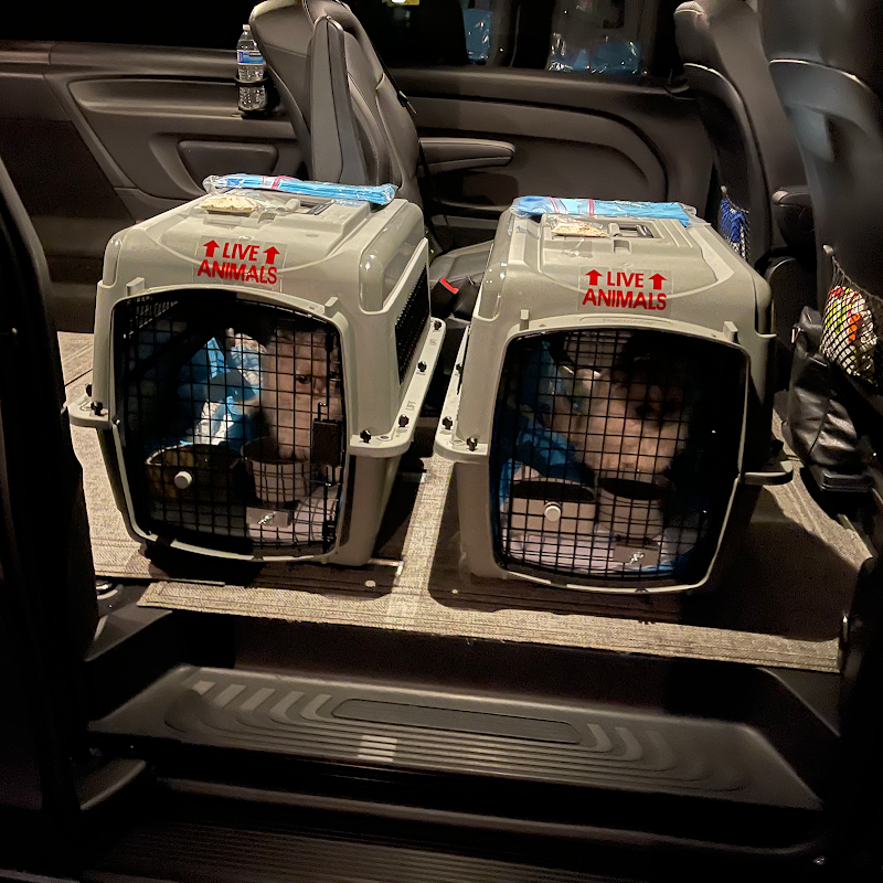 San Diego Pet Driver photo 3