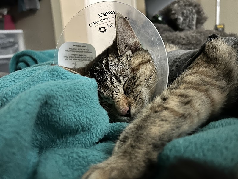 San Diego Veterinary Urgent Care photo 3