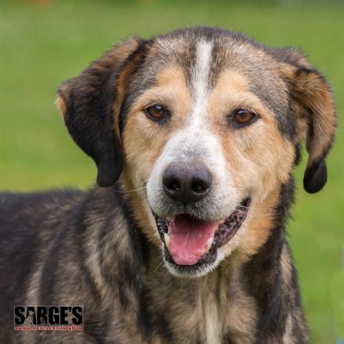 Sarge's Animal Rescue Foundation, Inc.