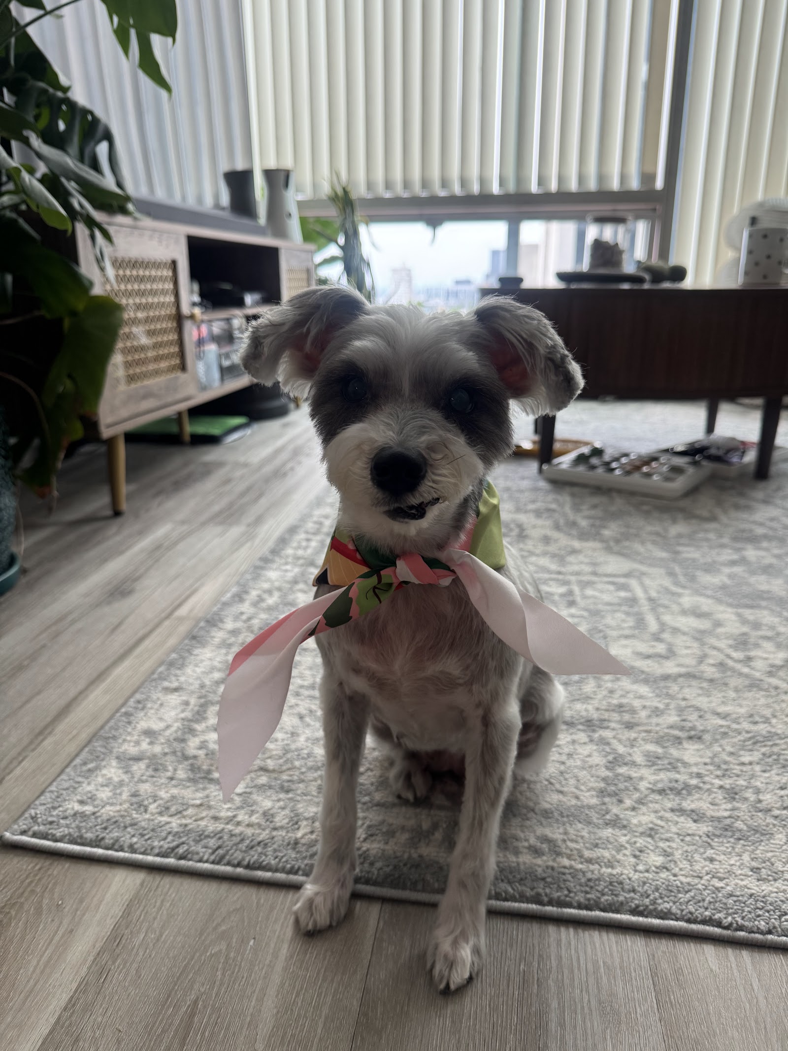 Sasha pet salon