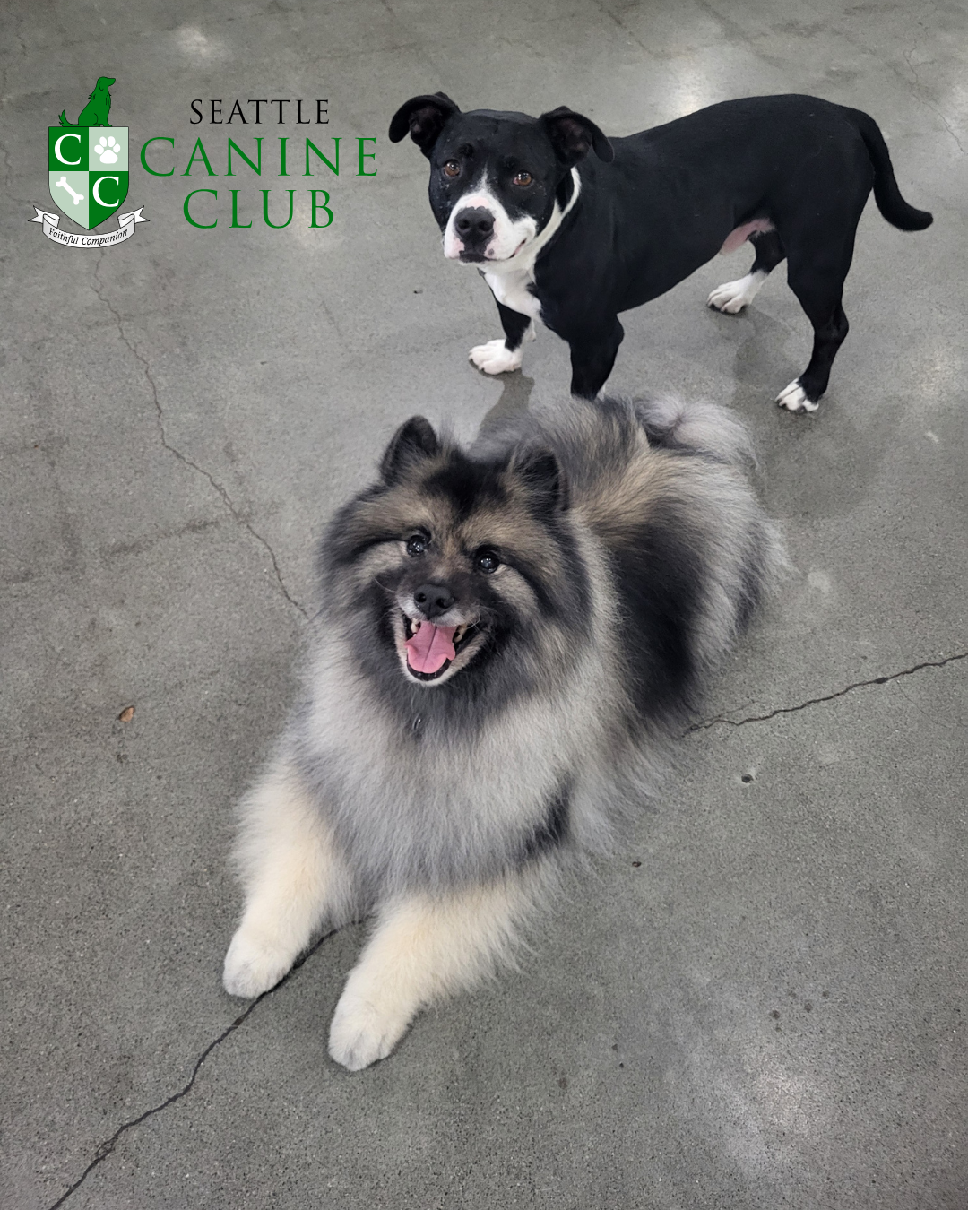 Seattle Canine Club - Dog Grooming & Self-Wash