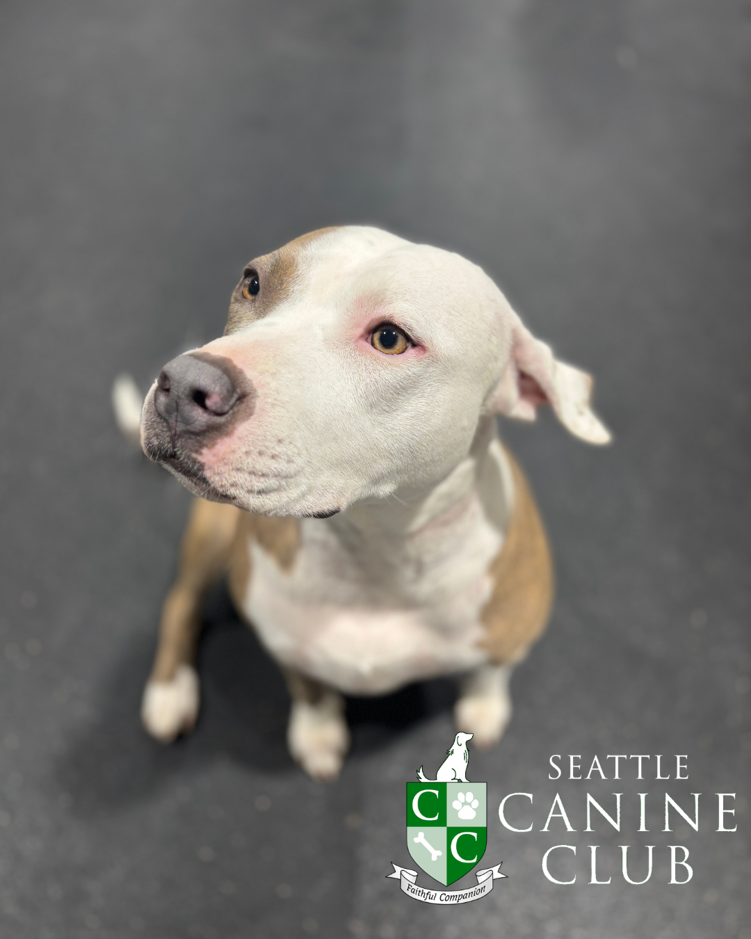 Seattle Canine Club - SoDo