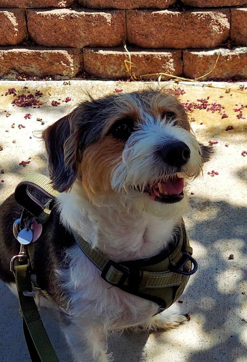 Second Chance Dog Rescue photo 2