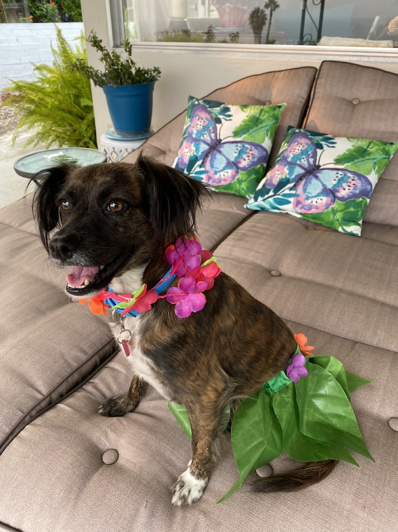 Second Chance Dog Rescue photo 3