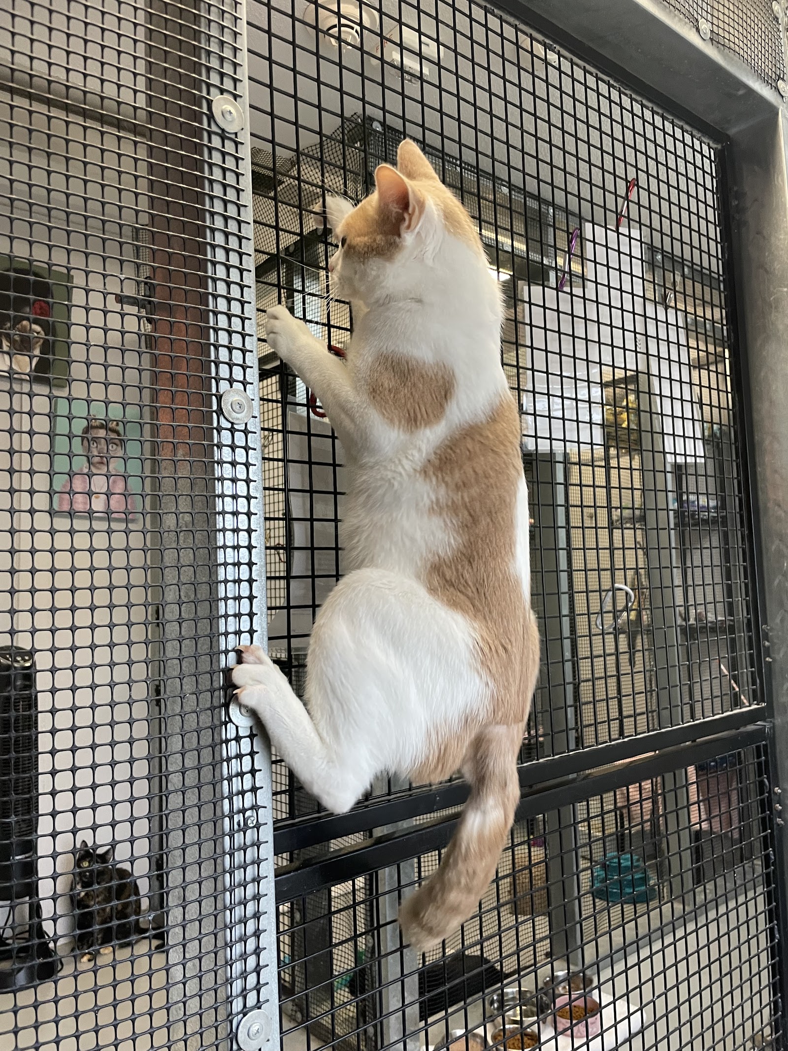 Second Chance SPCA