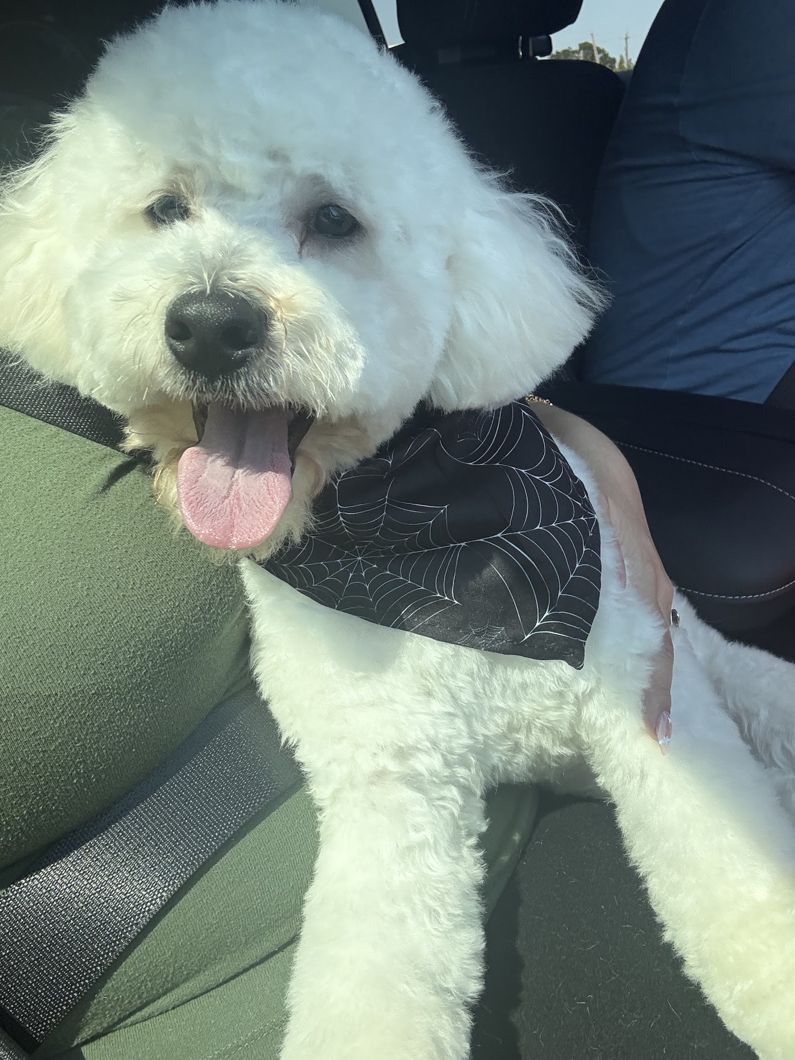 Segundo Pet Grooming