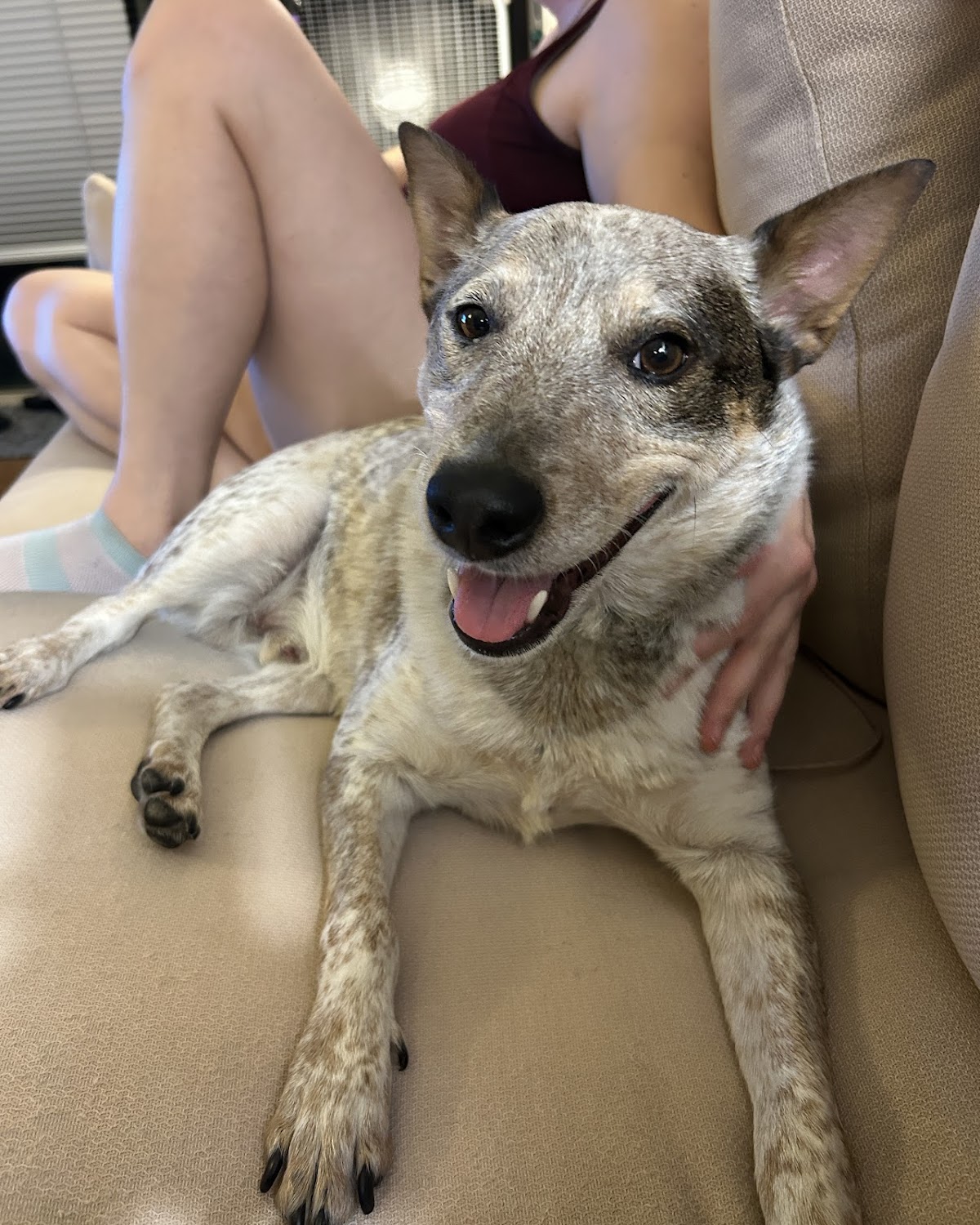 Sensitive Dog photo 2