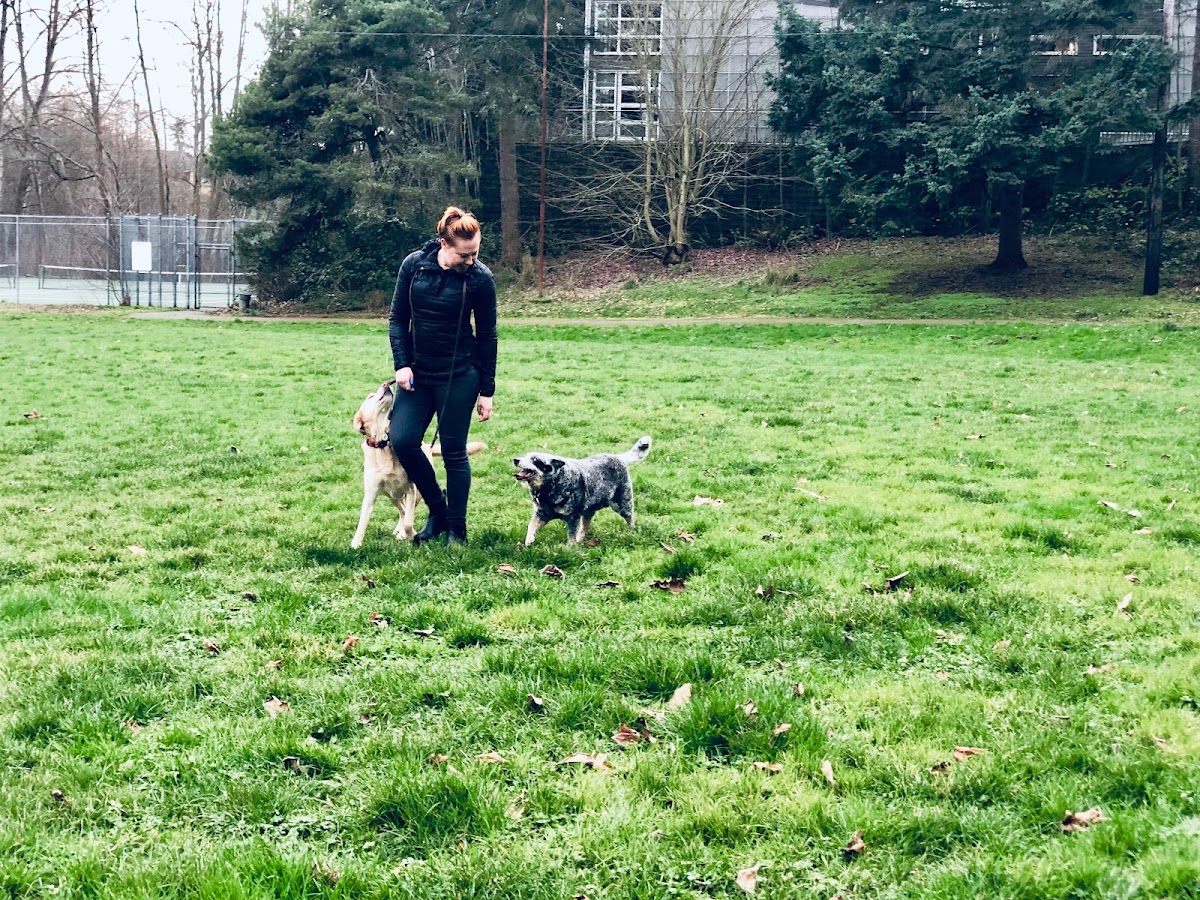 Sensitive Dog photo 3