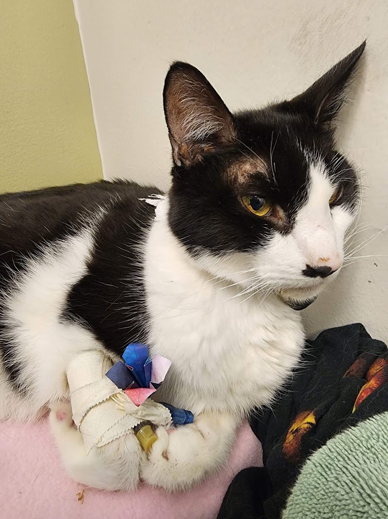 Seven Hills Veterinary Hospital photo 2