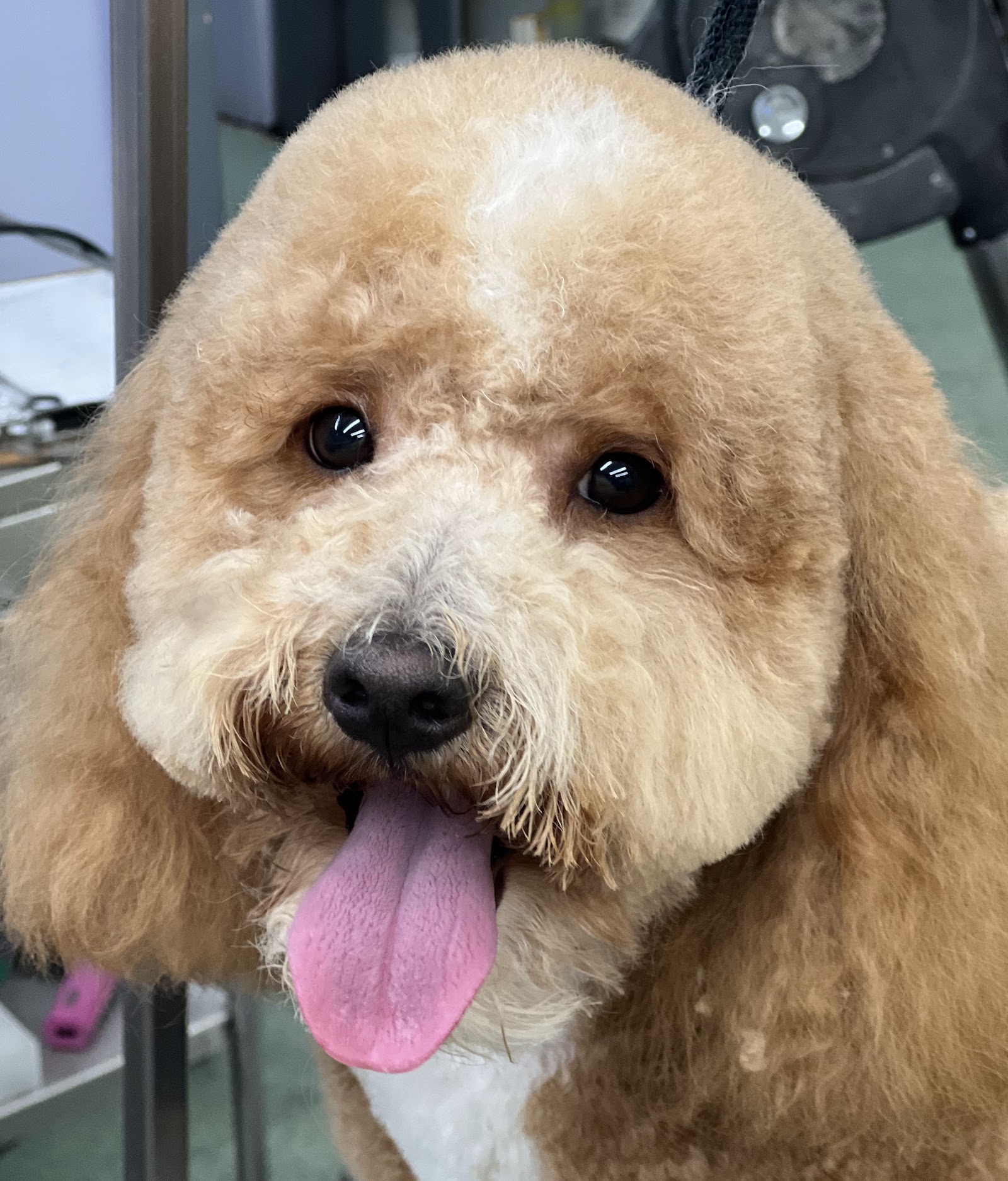 Shampoodles Salon, Biltmore