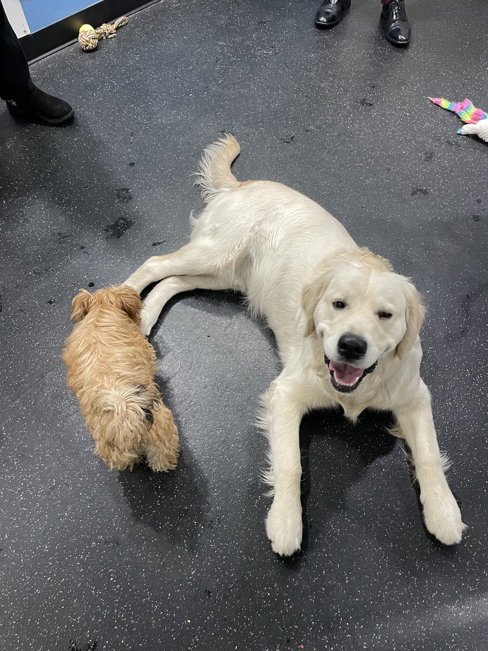 Shelby Semel Dog Training