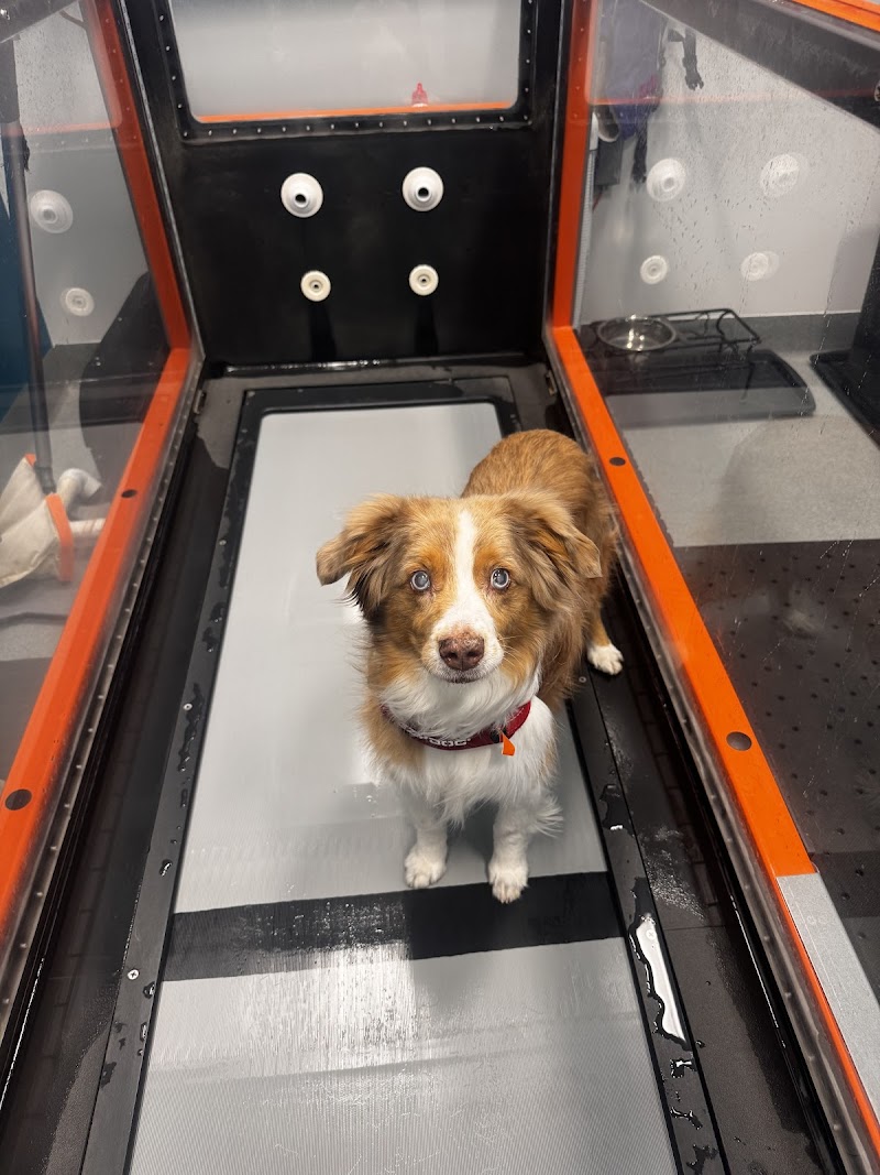 Sierra Peaks Animal Rehabilitation (SPAR)