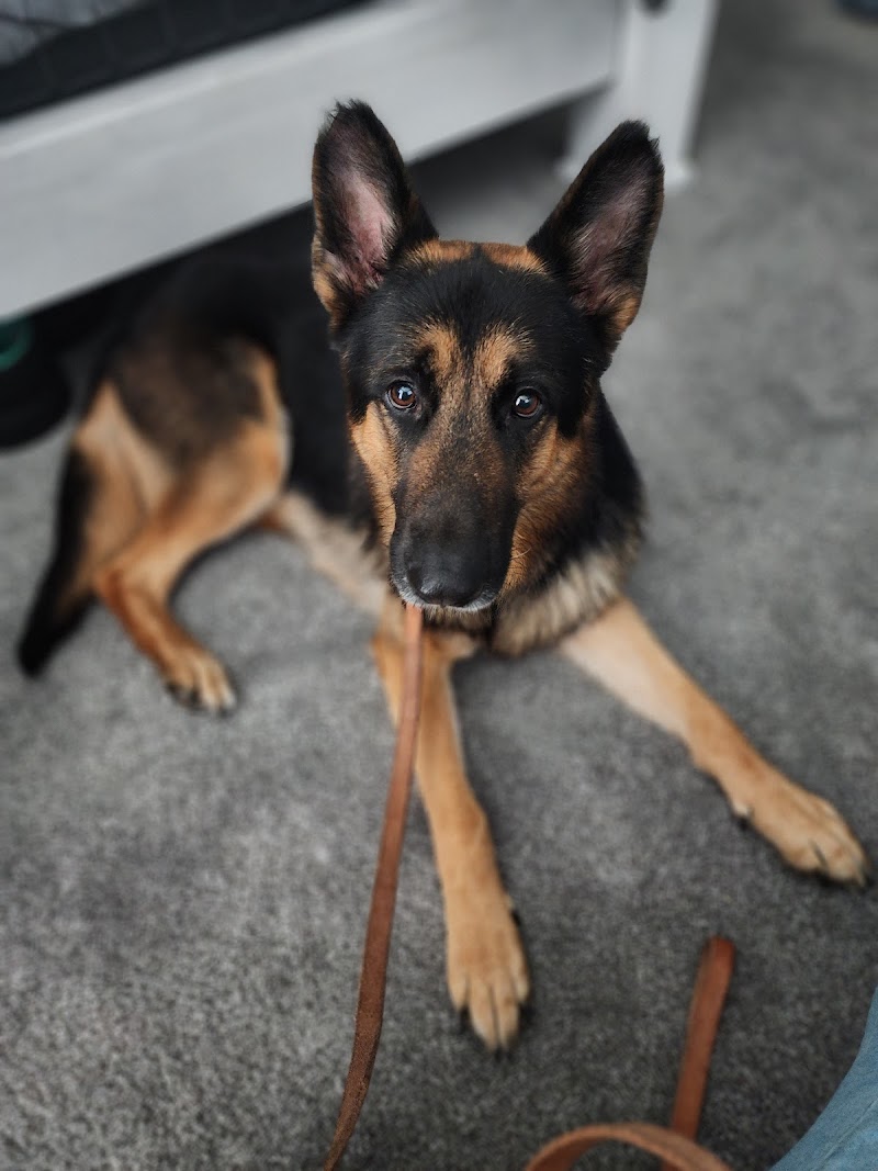 Signature K9 Training Academy photo 2