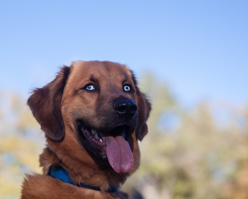 SIMPAWTICO - DENVER photo 2