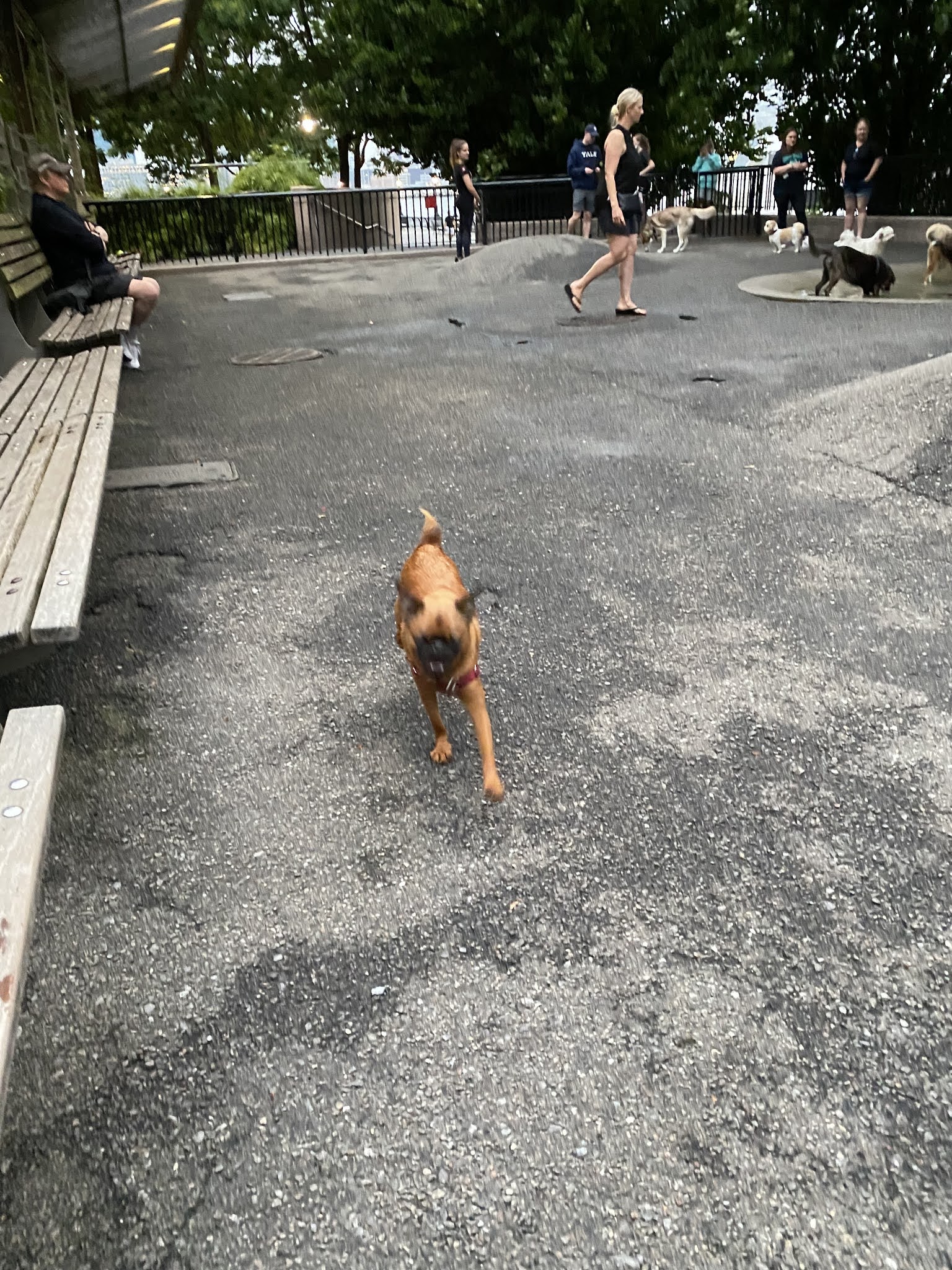 Sirius Dog Run