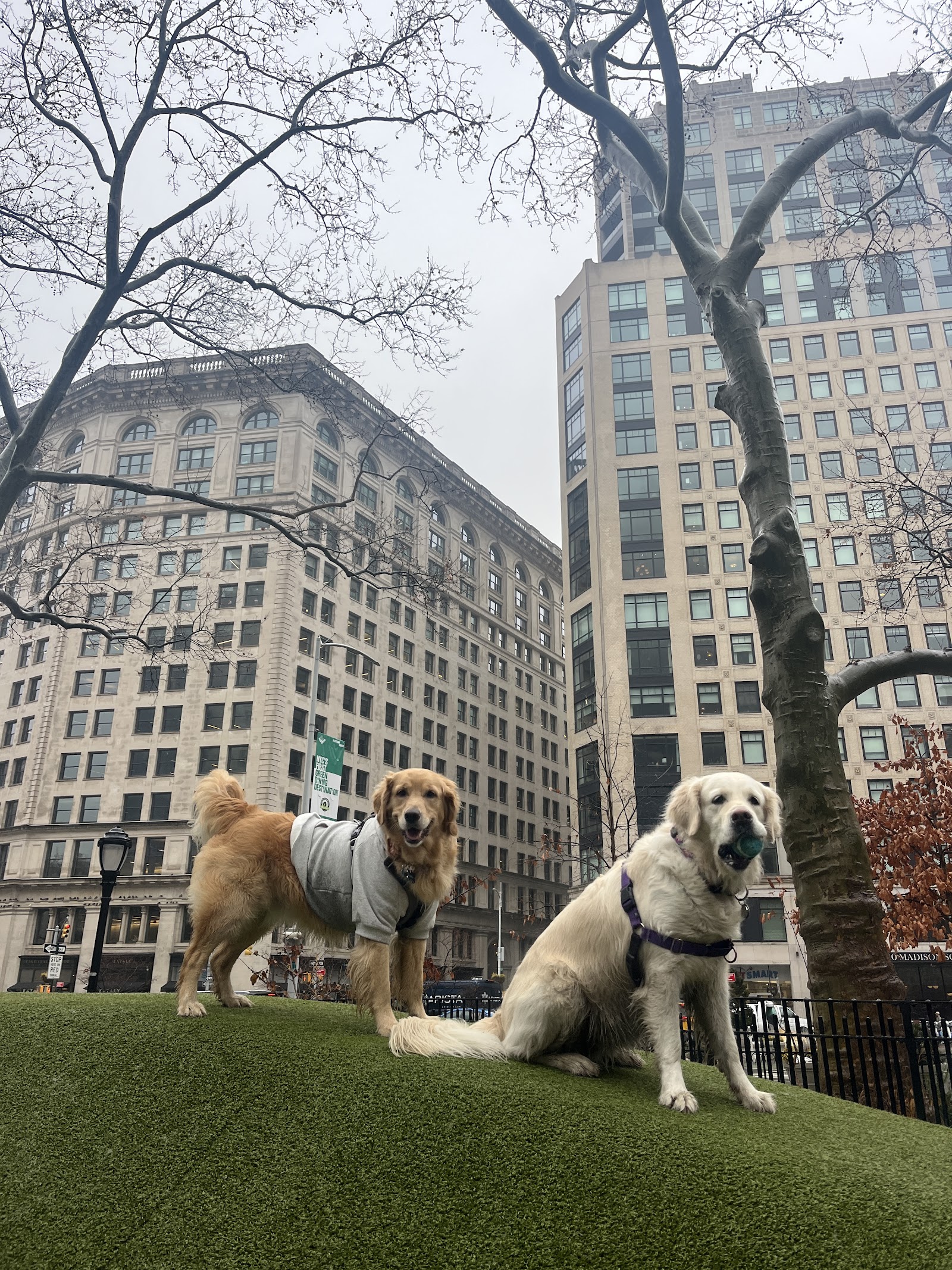 Sisters Paws - dog walker | pet sitter