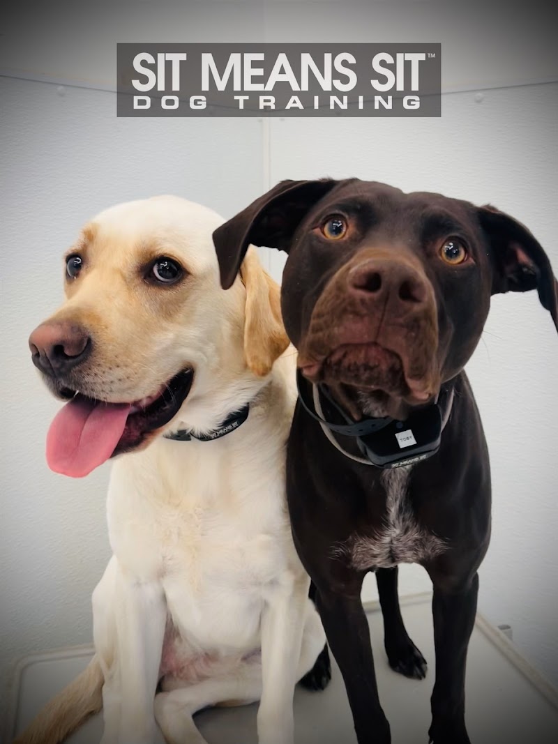 Sit Means Sit Denver Dog Training