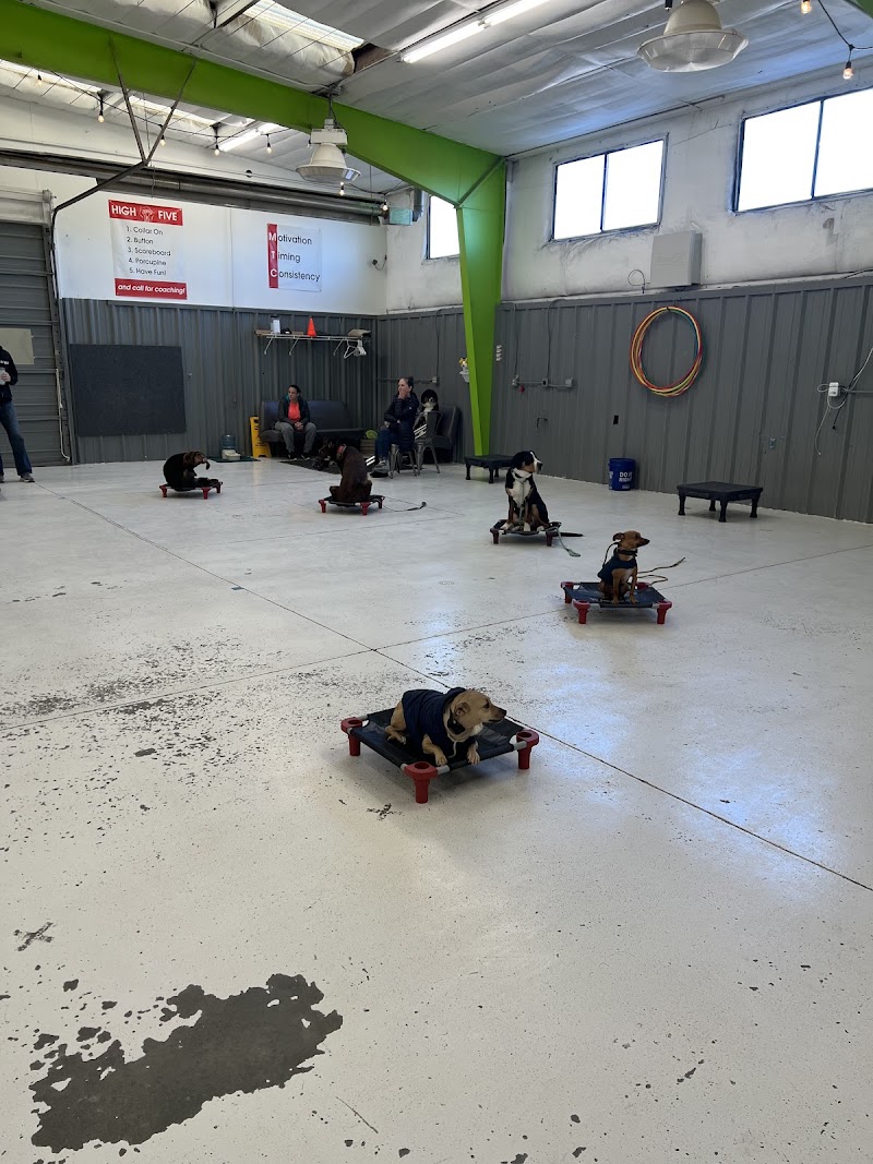 Sit Means Sit Denver Dog Training photo 2