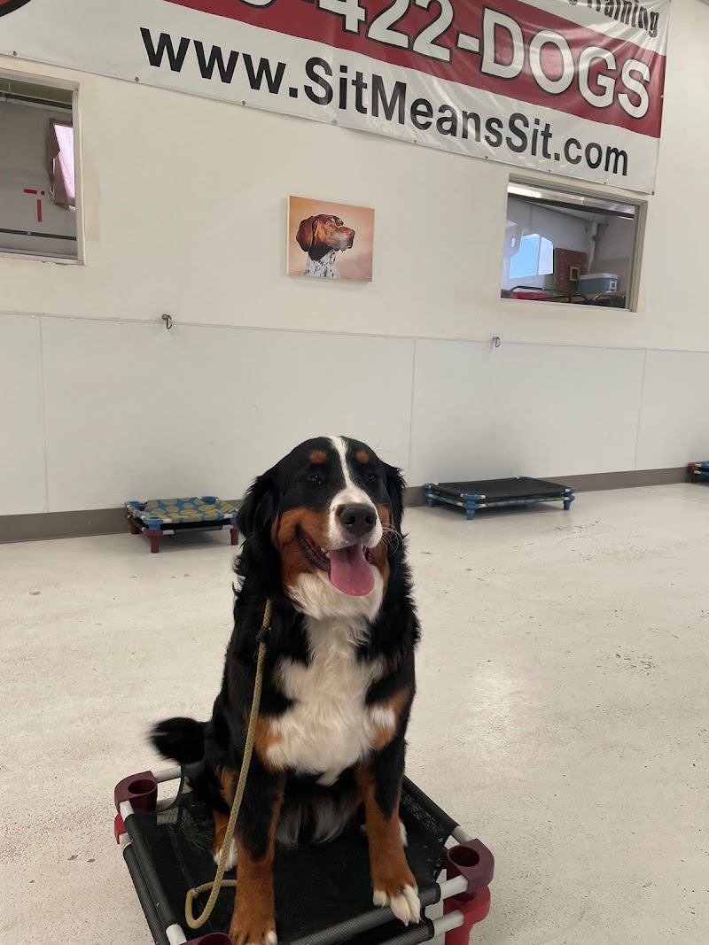 Sit Means Sit Denver Dog Training photo 3