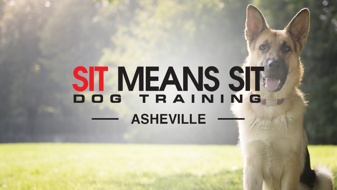 Sit Means Sit Dog Training Asheville