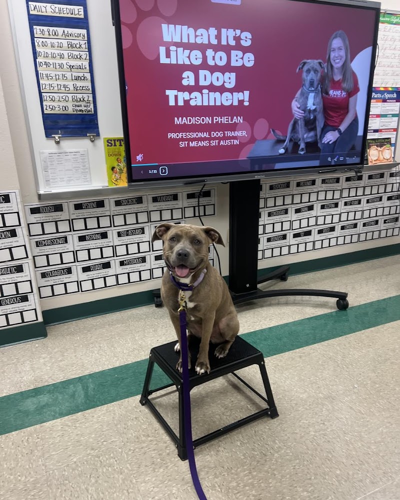 Sit Means Sit Dog Training - Austin