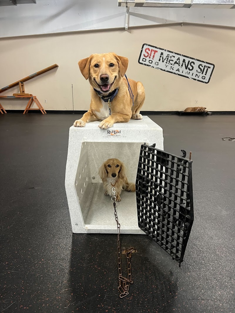 Sit Means Sit Dog Training - Austin photo 3