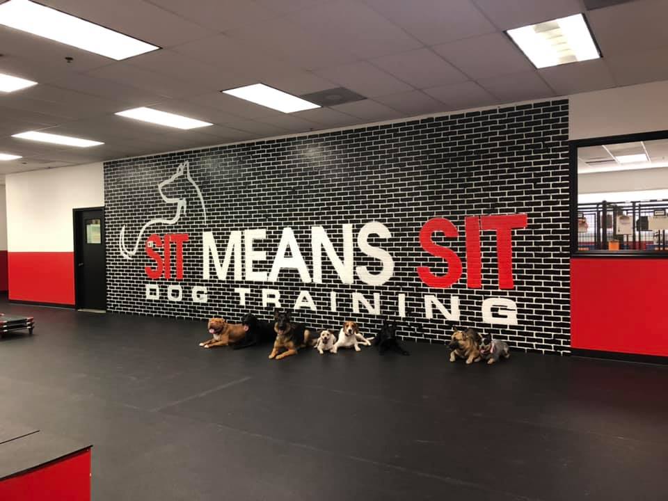 Sit Means Sit Dog Training Orlando