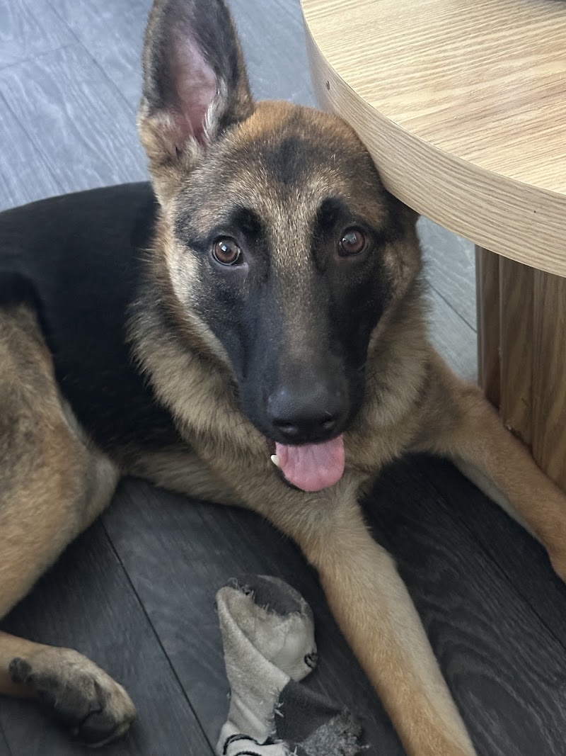 Sit Means Sit Dog Training San Diego photo 3